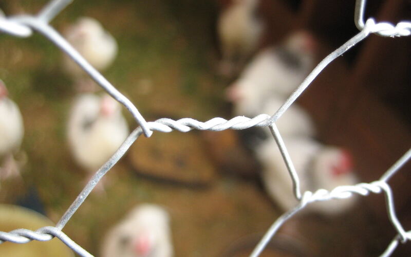 Hexagonal chicken mesh wire netting with poultry behind it